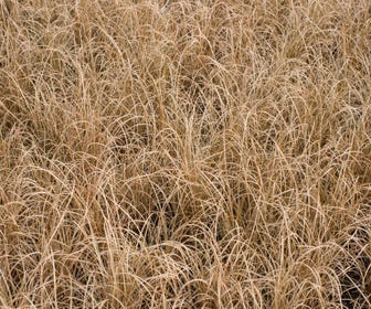 Zwerg-Segge (Carex comans 'Bronze Form')