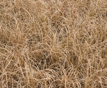 Zwerg-Segge (Carex comans 'Bronze Form')