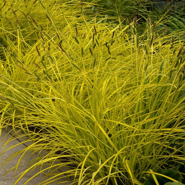 Zwerg-Segge (Carex elata 'Aurea')