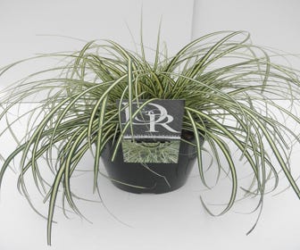 Segge (Carex oshimensis 'Evergold')