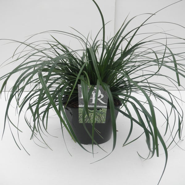 Zegge (Carex 'Evergreen') C5 zomer 