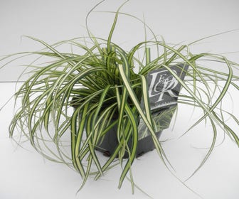 Zegge (Carex Eversheen)