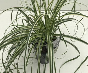 Zwerg-Segge (Carex 'Feather Falls')