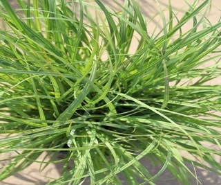 Segge (Carex flacca)