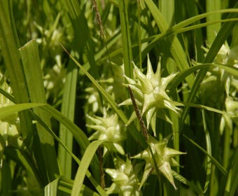 Morgenstern (Carex grayi)