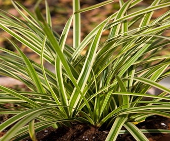 Segge (Carex morrowii 'Aureovariegata')