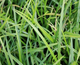 Segge (Carex foliosissima 'Irish Green')