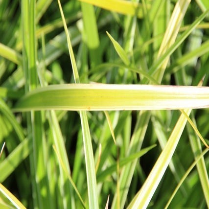 Zegge (Carex morrowii 'Variegata')