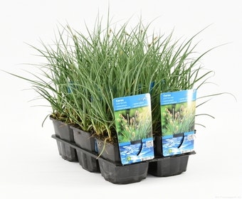 Carex panacea