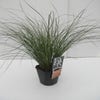 Segge (Carex 'Prairie Fire')