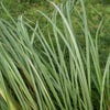  Ufer-Segge (Carex riparia)