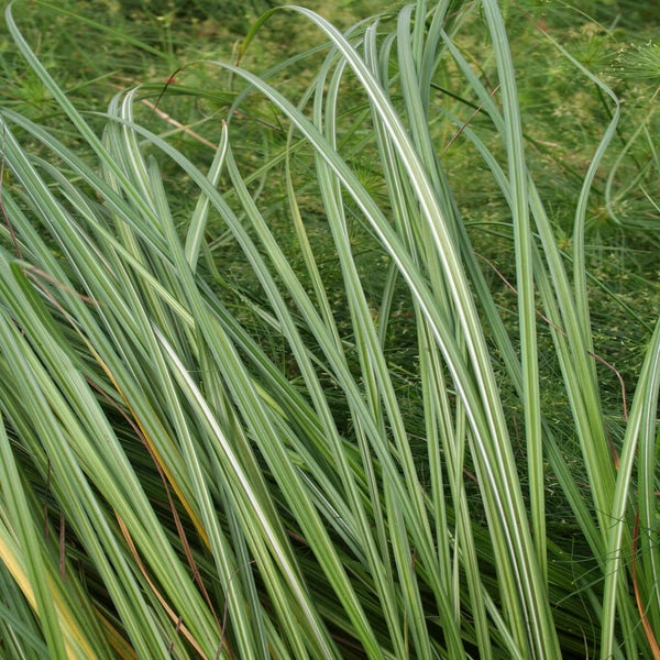  Ufer-Segge (Carex riparia)