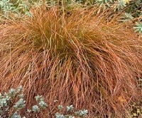 Segge (Carex testacea)