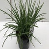 Zwerg-Segge (Carex morrowii 'Variegata')