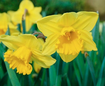 Narzisse (Narcissus 'Carlton')