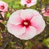 Eibischstrauch (Hibiscus moscheutos 'Carousel Pink Candy')
