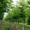 Große Hainbuche (Carpinus betulus)