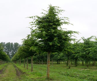Hainbuche als Baum (Carpinus betulus)