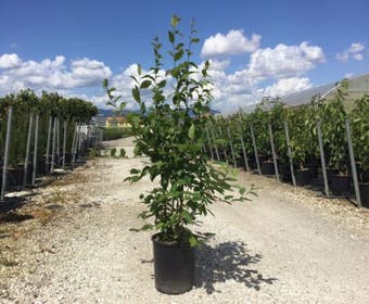 Mehrstämmige Hainbuche (Carpinus betulus)