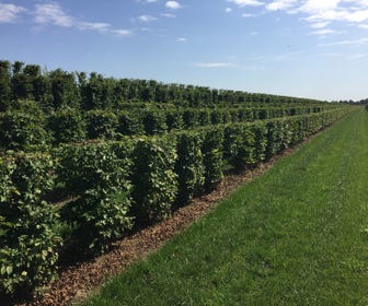 Hainbuche als Heckenelement (Carpinus betulus)