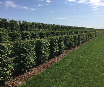 Hainbuche als Heckenelement (Carpinus betulus)