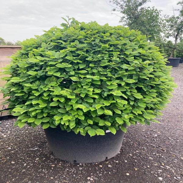 Hainbuche als Kugelform (Carpinus betulus)