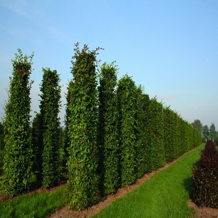 Hainbuche als Heckenelement (Carpinus betulus)