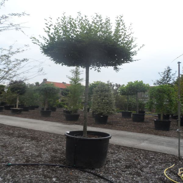 Carpinus betulus dakboom 25-30
