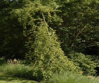 Trauer-Hainbuche (Carpinus betulus 'Pendula')