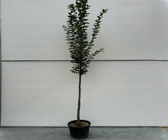 Buche (Carpinus betulus 'Lucas')