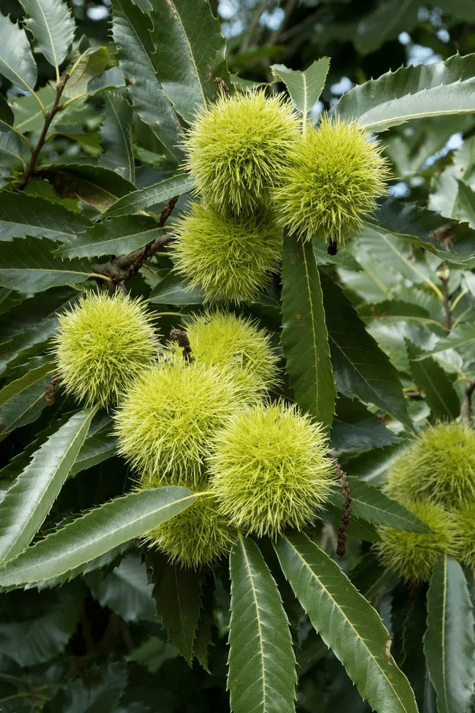 Echte Kastanie (Castanea sativa 'Marsol')