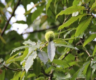 Edelkastanie (Castanea sativa)