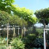 Gelbe Trompetenbaum (Catalpa bignonioides 'Aurea')