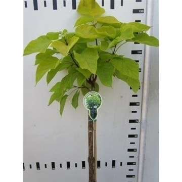 Trompetboom op stam (Catalpa bignonioides 'Aurea') 100cm 