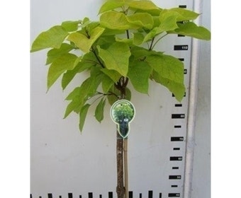 Trompetenbaum auf Stamm (Catalpa bignonioides 'Aurea')