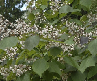 Purpurrote Trompetenbaum (Catalpa erubescens 'Purpurea')