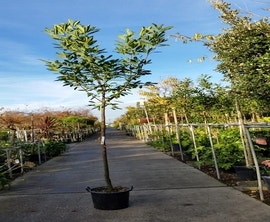 Lorbeer als Baum (Prunus laurocerasus 'Caucasica')