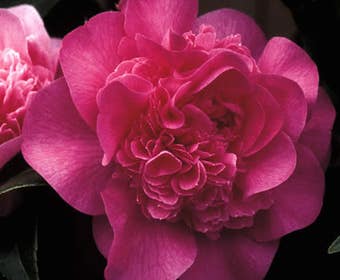 Camelia als Leitform (Camellia 'Debbie')