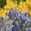 Amerikanische Traubenkirsche (Ceanothus 'Blue Sapphire')