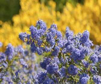 Amerikanische Traubenkirsche (Ceanothus 'Blue Sapphire')