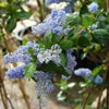 Amerikanische Zistrose (Ceanothus arboreus 'Trewithen Blue')