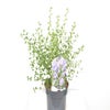 Amerikanische Traubenkirsche (Ceanothus 'Concha')