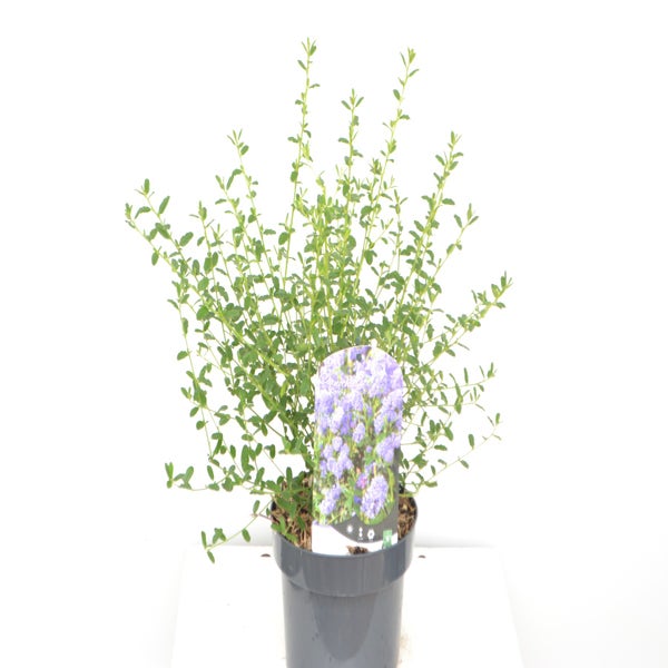 Amerikanische Traubenkirsche (Ceanothus 'Concha')