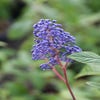Amerikanischer Flieder (Ceanothus 'Henri Desfosse')