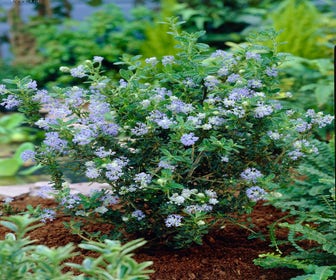 Amerikanischer Flieder (Ceanothus 'Puget Blue')