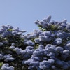 Amerikanischer Flieder (Ceanothus impressus 'Victoria')