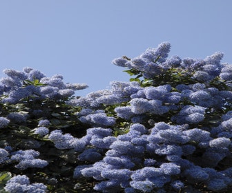 Amerikanischer Flieder (Ceanothus impressus 'Victoria')