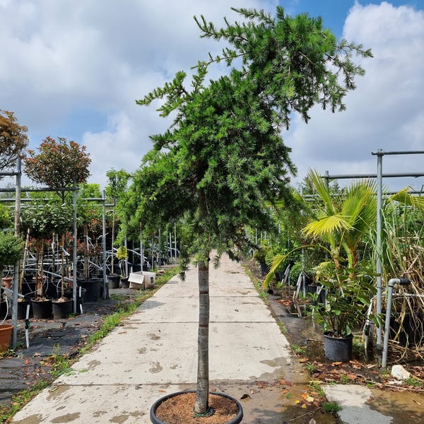 Trauerzeder auf Stamm (Cedrus libani 'Pendula')