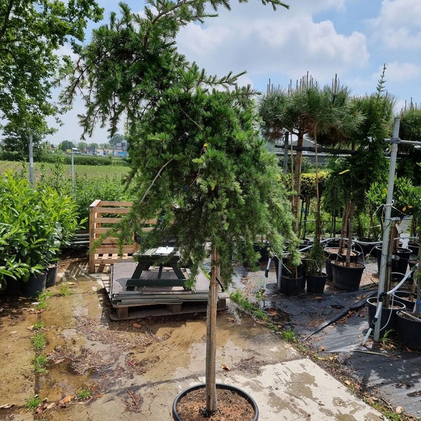 Trauerzeder auf Stamm (Cedrus libani 'Pendula')