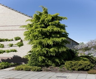 Himalayazeder (Cedrus deodara)